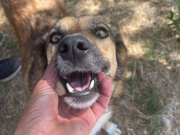 Adozione cane, femmina, Razza sconosciuta Razza sconosciuta, 5 anni e 9 mesi, taglia media, Frosinone