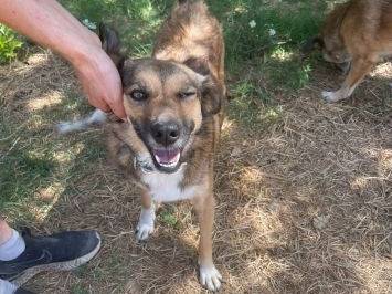 Adotta un cane, femmina, 5 anni e 9 mesi, Frosinone