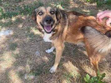 Adotta un cane, taglia media, femmina, Frosinone