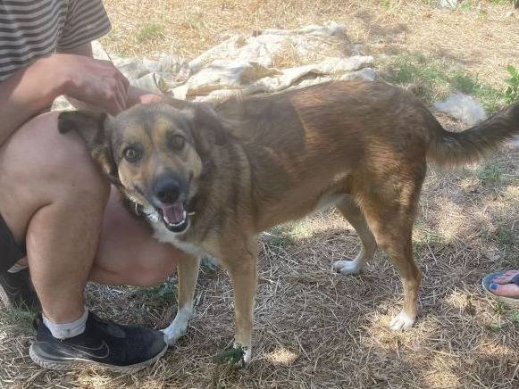 Vuoi adottare un cane a Frosinone?