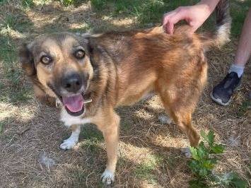 Adotta il cane Elsa a Frosinone