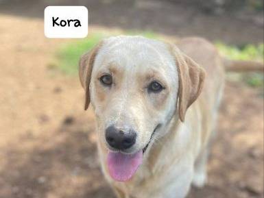 Adozione cane, femmina, Labrador Retriever Labrador Retriever, 3 anni e 8 mesi, taglia media, Frosinone