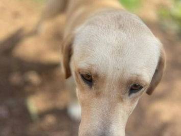Adotta un cane, femmina, 3 anni e 8 mesi, Frosinone