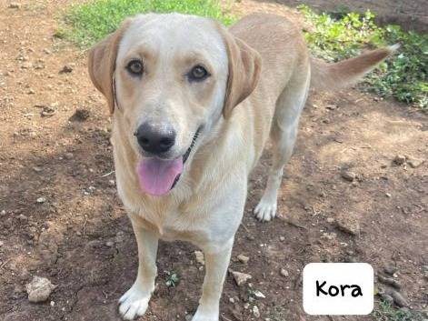 Adotta un cane, taglia media, femmina, Frosinone