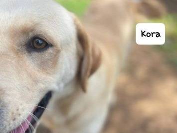 Vuoi adottare un cane a Frosinone?