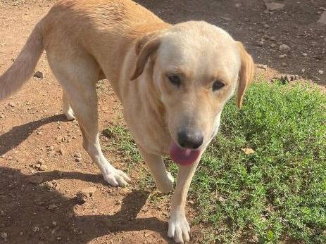 Adotta il cane Kora a Frosinone