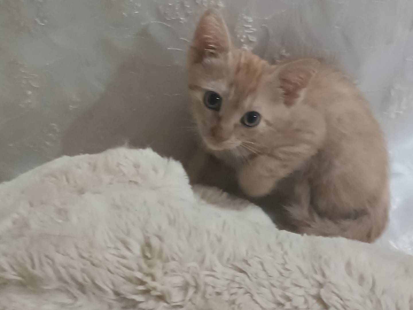 Vuoi adottare un gatto a Taranto?