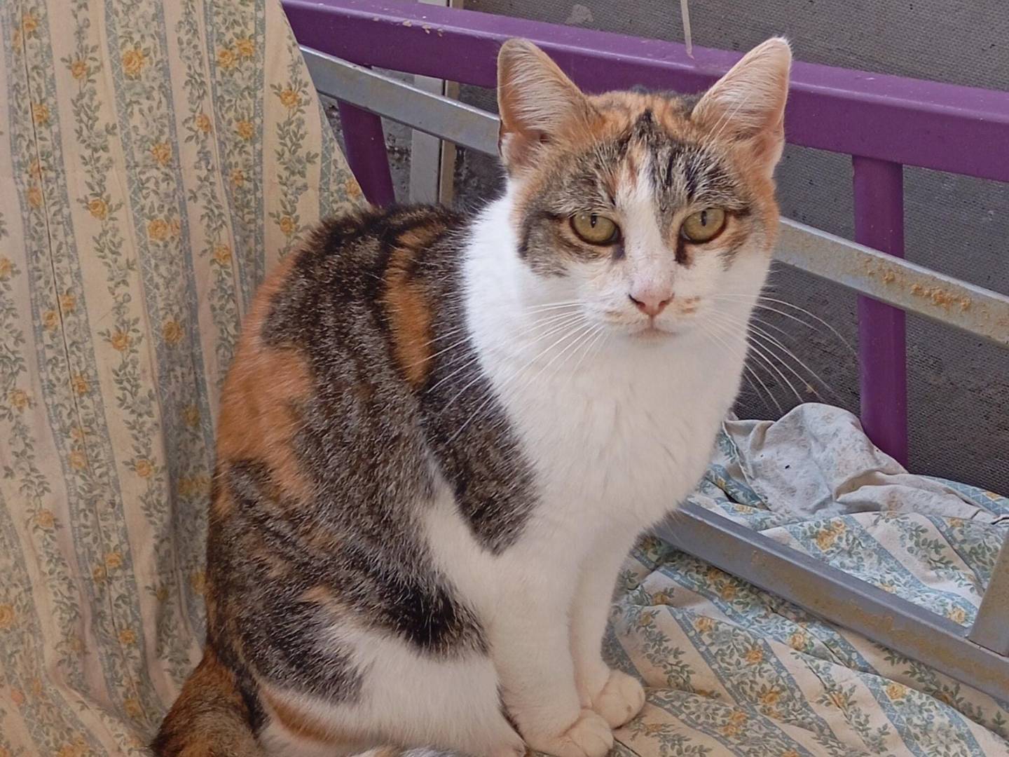 Adozione gatto, femmina, Razza sconosciuta Razza sconosciuta, 4 anni e 8 mesi, taglia non valida, Latina