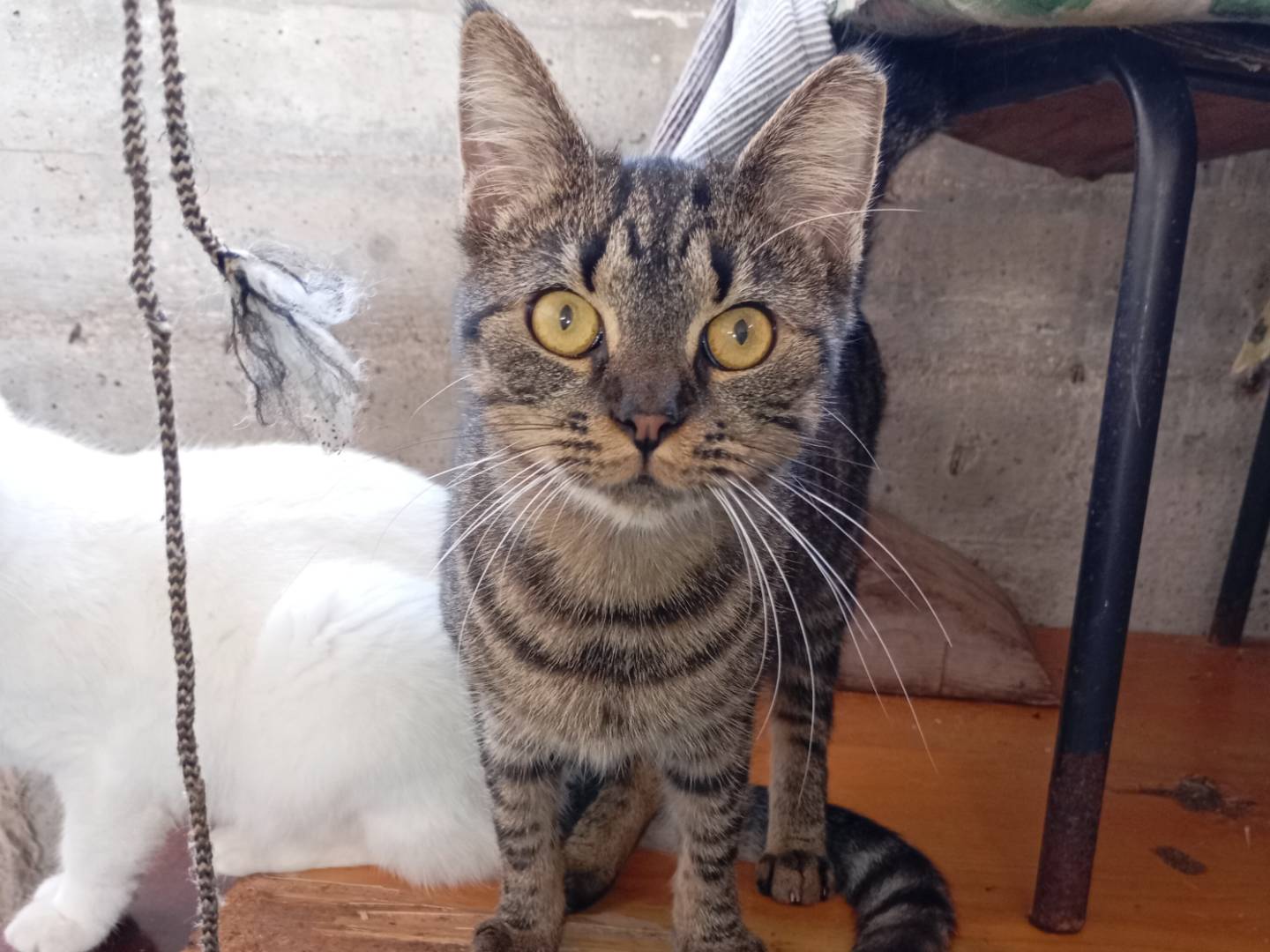 Adozione gatto, femmina, Razza sconosciuta Razza sconosciuta, 1 anno e 1 mese, taglia non valida, Latina