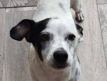 Adozione cane, femmina, Razza sconosciuta Razza sconosciuta, 1 anno e 8 mesi, taglia piccola, Latina