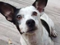 Adotta un cane, femmina, 1 anno e 8 mesi, Latina