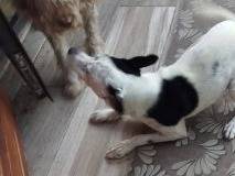 Adotta un cane, taglia piccola, femmina, Latina