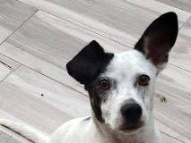 Vuoi adottare un cane a Latina?