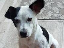 Adotta il cane Macchietta a Latina