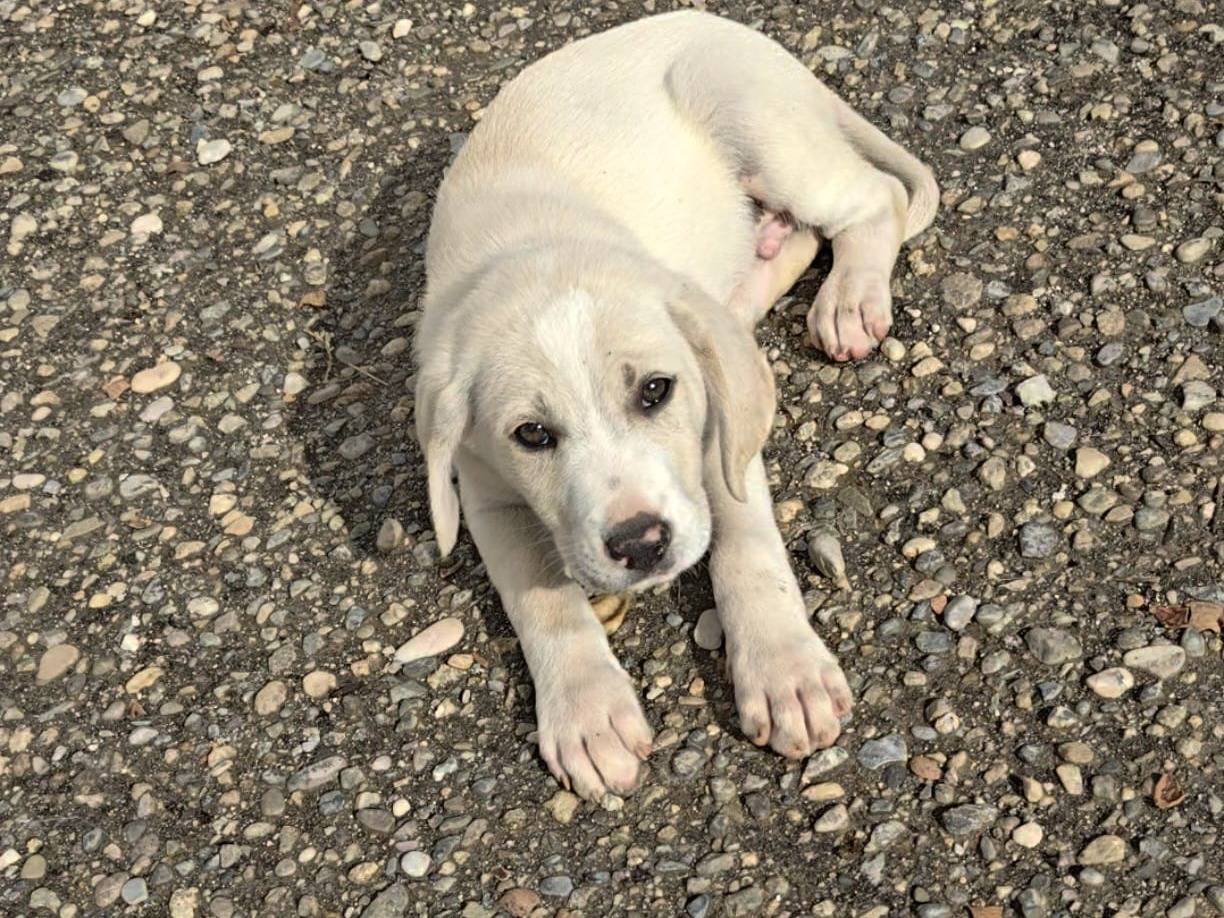 Adozione cane, maschio, Razza sconosciuta Razza sconosciuta, 2 mesi, taglia media, Cosenza