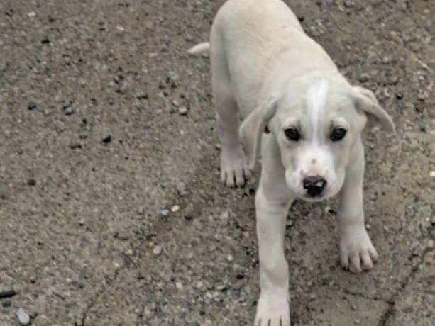 Adotta un cane, maschio, 2 mesi, Cosenza