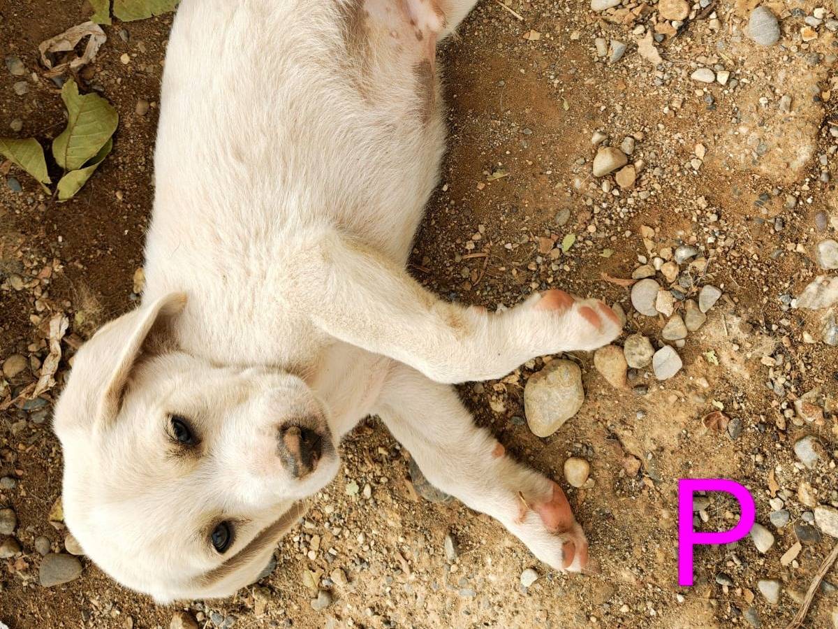Adotta un cane, taglia media, maschio, Cosenza