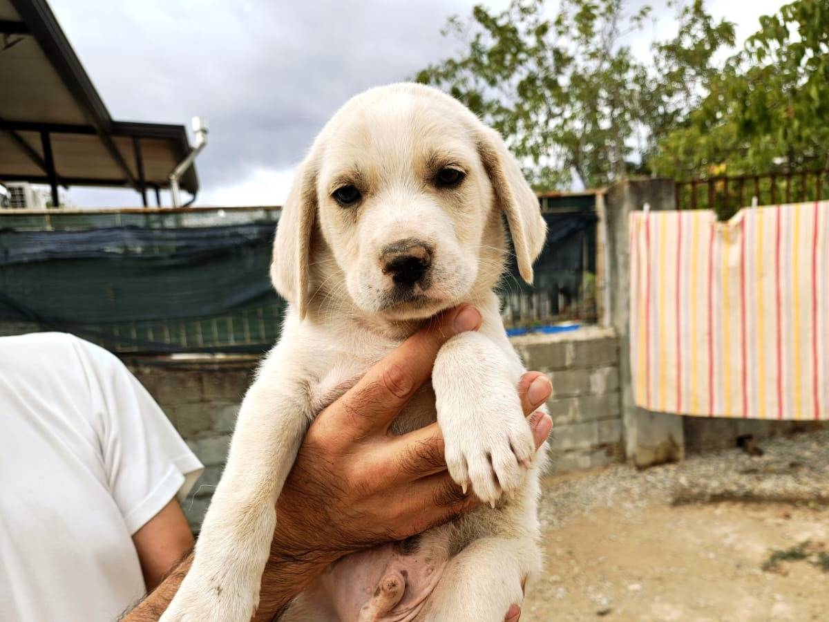 Vuoi adottare un cane a Cosenza?