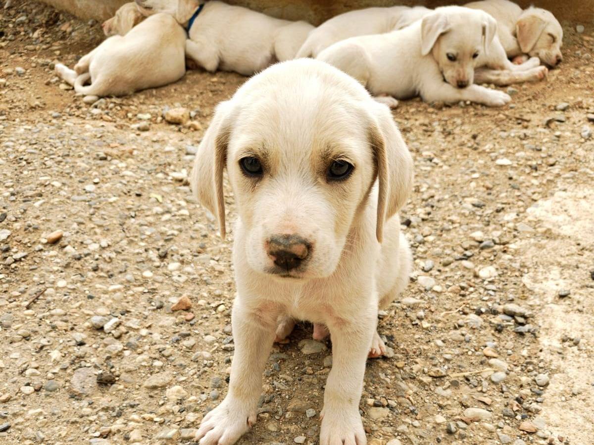 Adotta il cane PUMBA a Cosenza