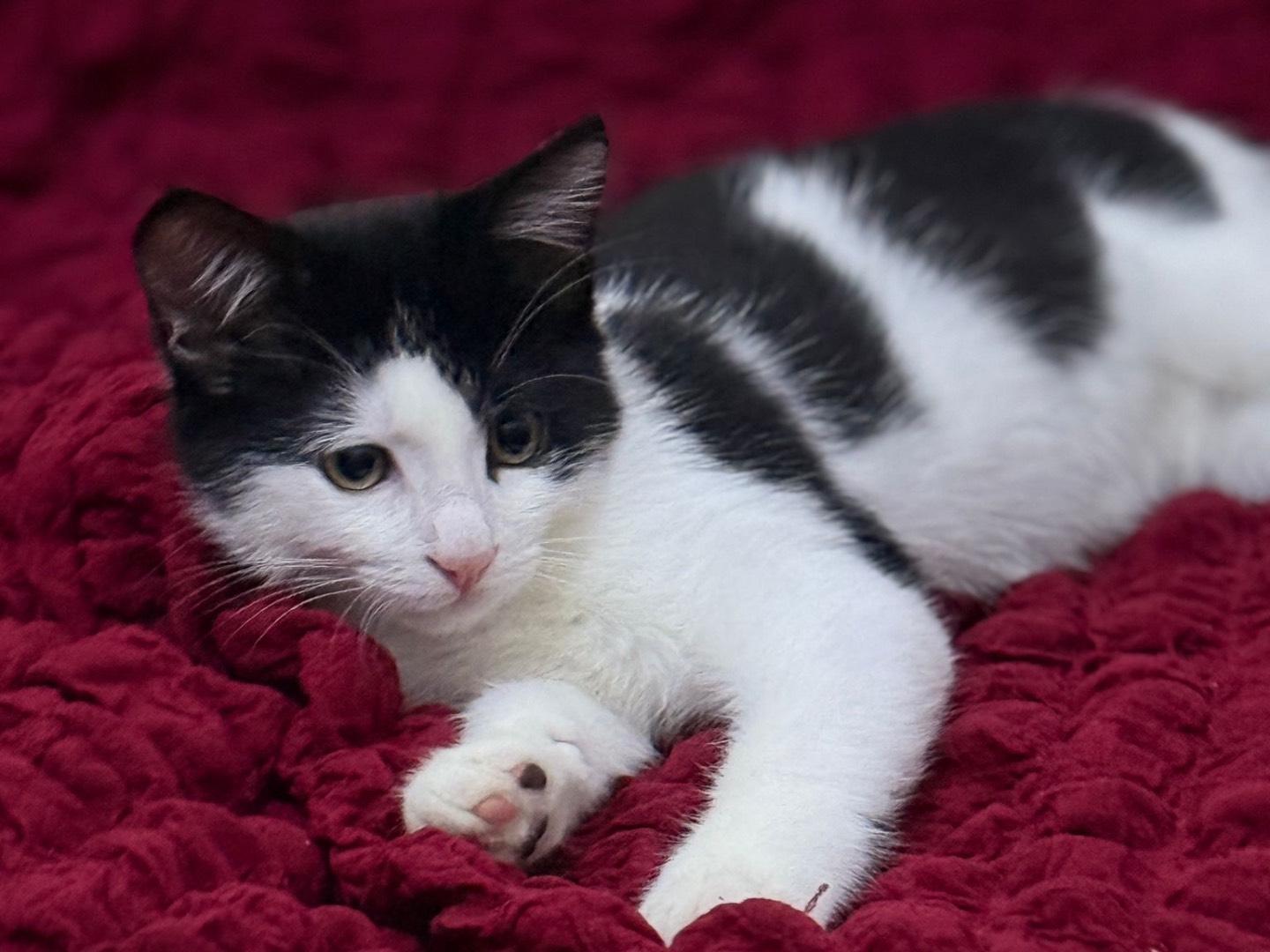 Adozione gatto, maschio, Razza sconosciuta Razza sconosciuta, 2 mesi, taglia non valida, Bari