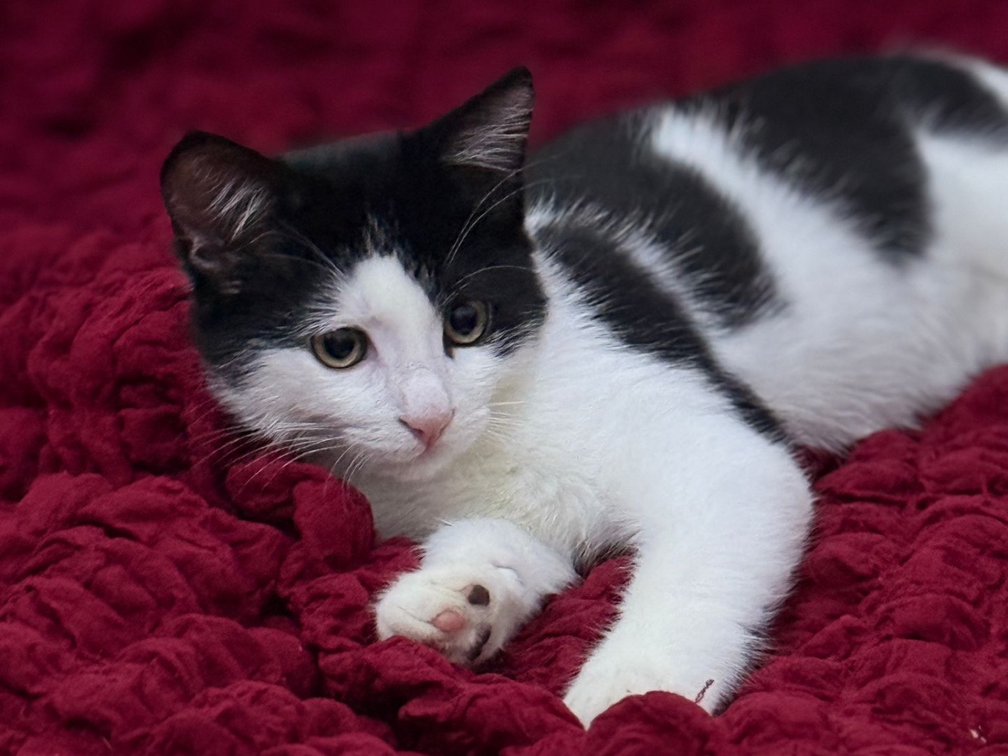 Adotta un gatto, maschio, 2 mesi, Bari
