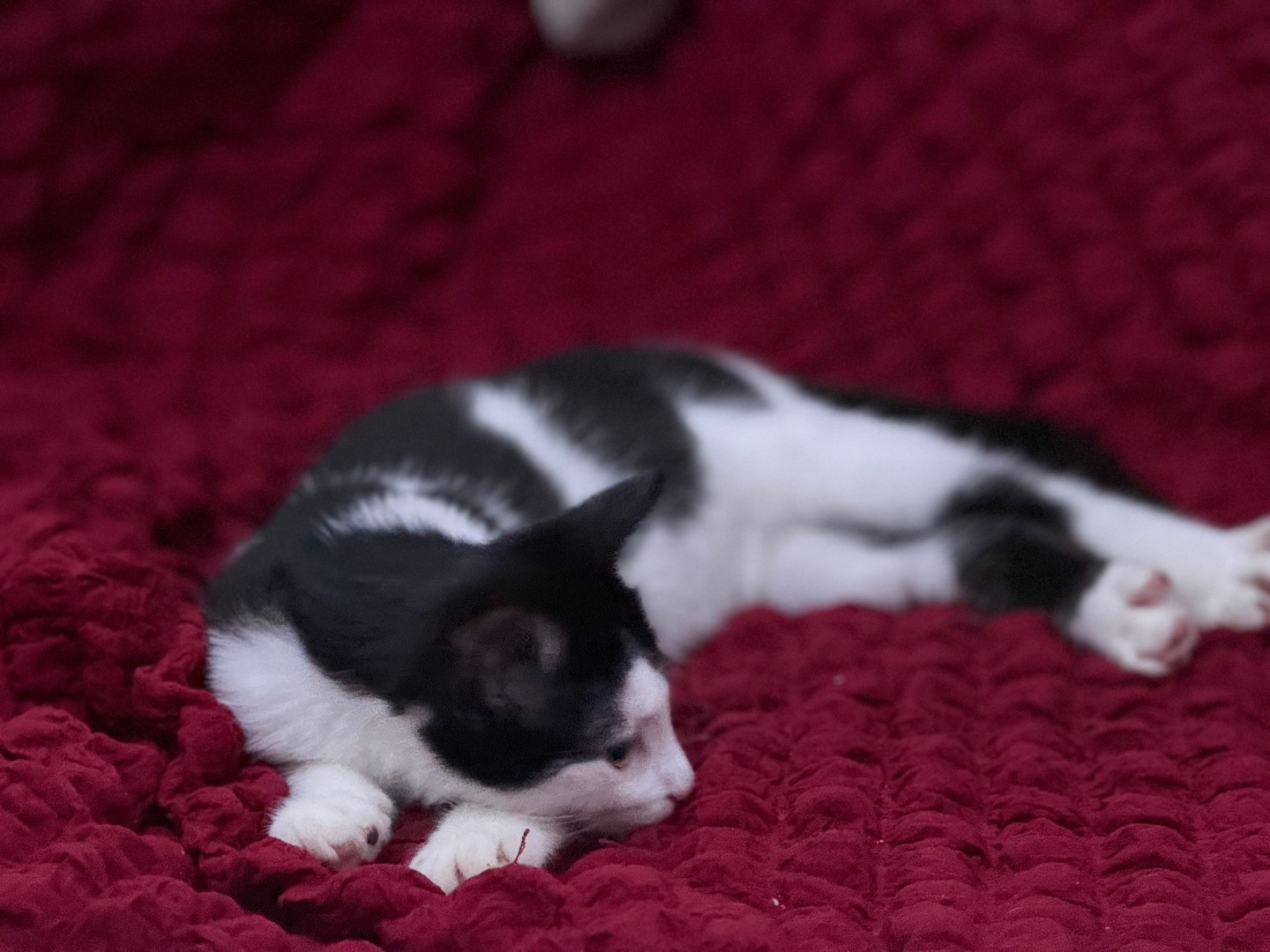 Adotta un gatto, taglia non valida, maschio, Bari