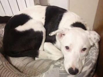 Adozione cane, femmina, Pitbull Border Collie, 1 anno e 9 mesi, taglia media, Frosinone