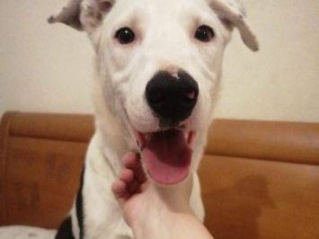 Adotta un cane, femmina, 1 anno e 9 mesi, Frosinone