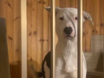 Vuoi adottare un cane a Frosinone?
