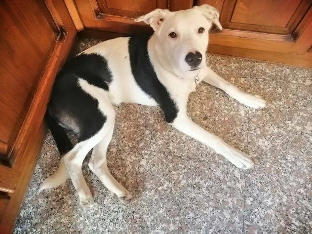 Adotta il cane Willow a Frosinone