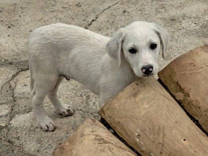 Adozione cane, femmina, Razza sconosciuta Razza sconosciuta, 2 mesi, taglia media, Cosenza