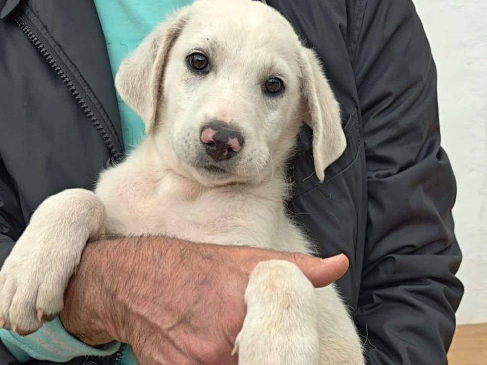 Adotta un cane, femmina, 2 mesi, Cosenza