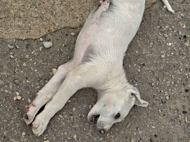 Adotta un cane, taglia media, femmina, Cosenza
