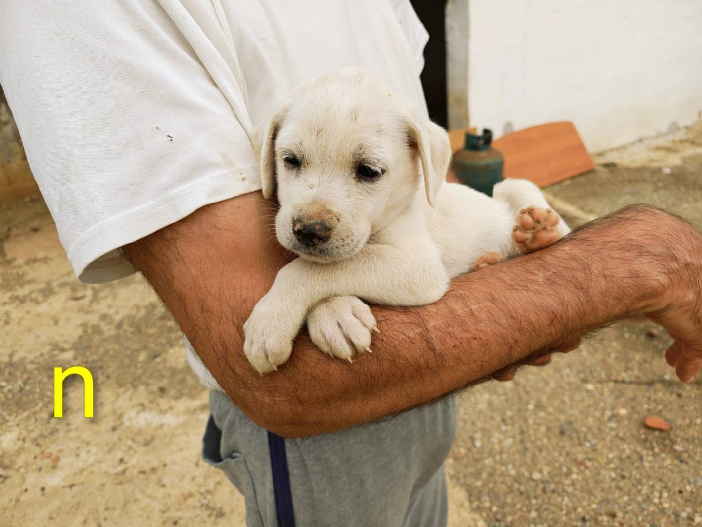 Foto 3 dell'animale