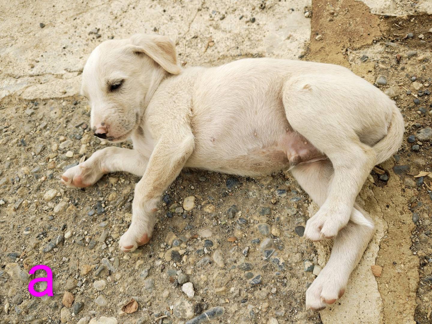 Vuoi adottare un cane a Cosenza?