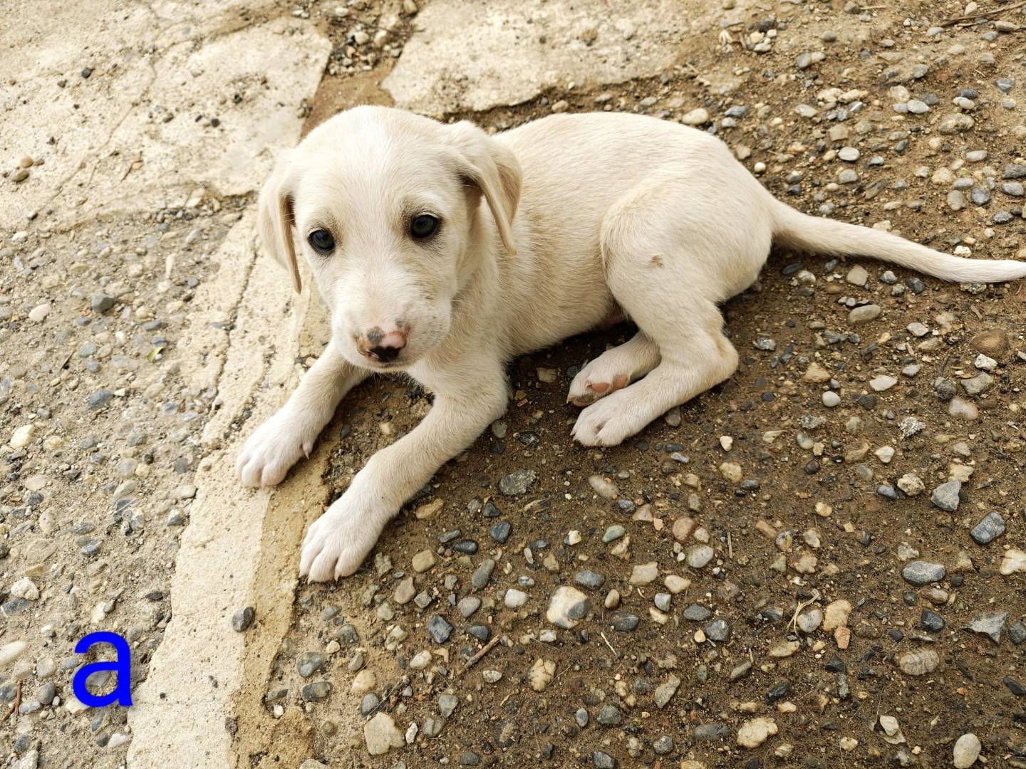 Adotta il cane ADONE a Cosenza