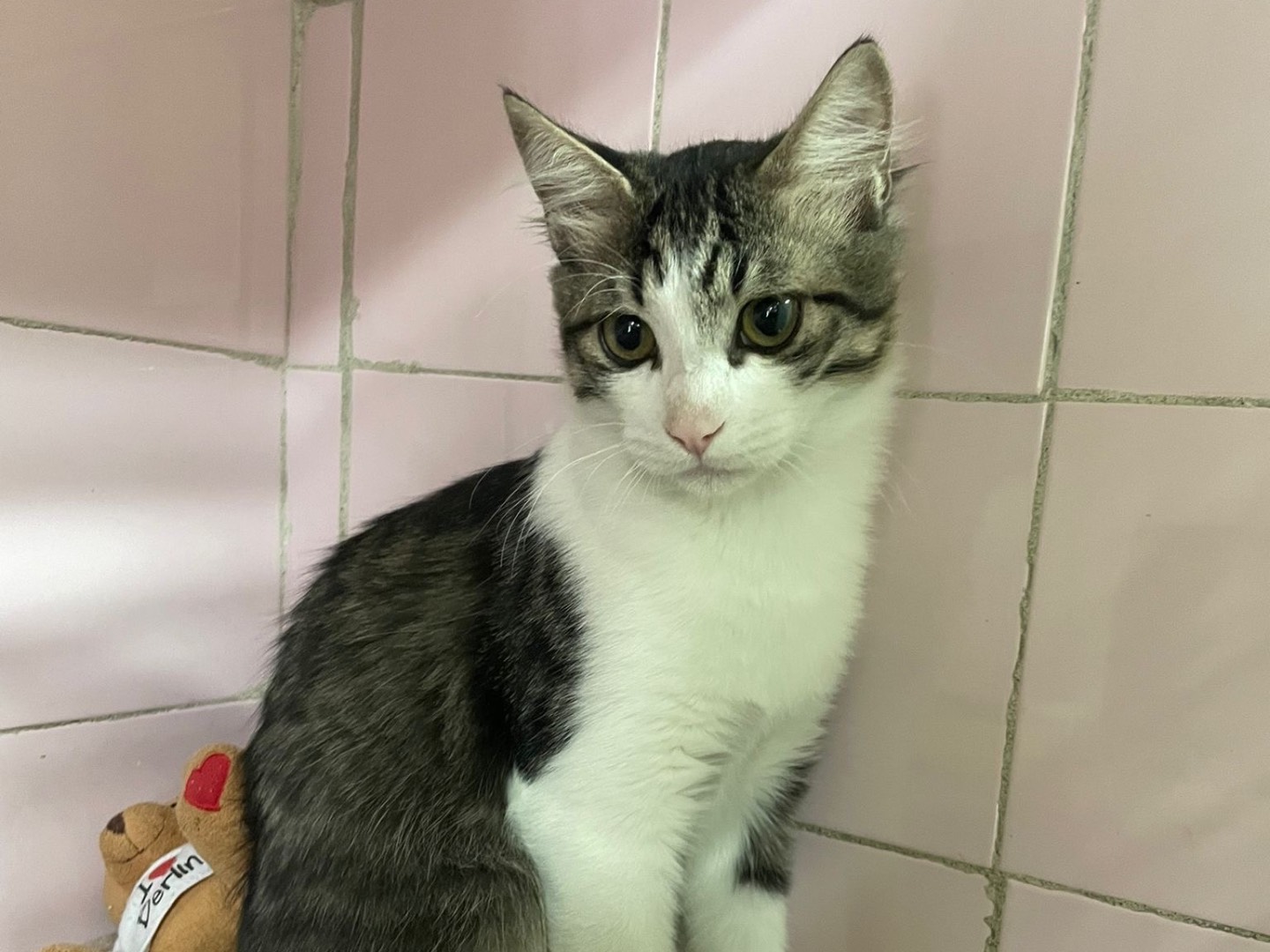 Adozione gatto, maschio, Razza sconosciuta Razza sconosciuta, 7 mesi, taglia non valida, Milano