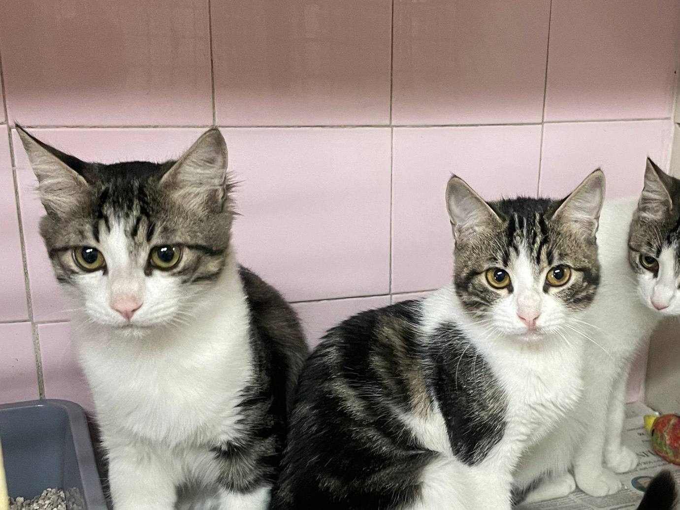 Adotta un gatto, maschio, 7 mesi, Milano