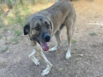 Adozione cane, maschio, Razza sconosciuta Razza sconosciuta, 6 anni e 9 mesi, taglia grande, Frosinone