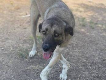 Adotta un cane, maschio, 6 anni e 9 mesi, Frosinone