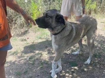 Adotta un cane, taglia grande, maschio, Frosinone