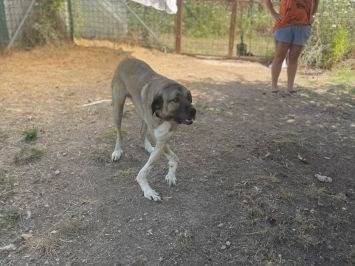 Adotta il cane Beau a Frosinone