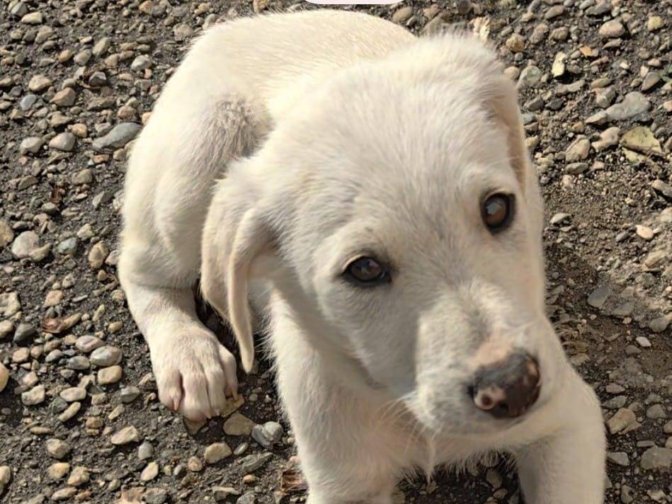 Adozione cane, maschio, Razza sconosciuta Razza sconosciuta, 2 mesi, taglia media, Cosenza