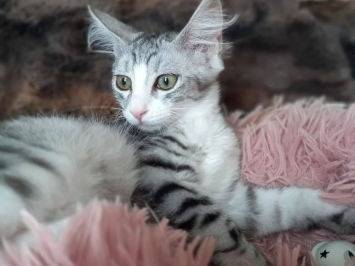 Foto 3 dell'animale