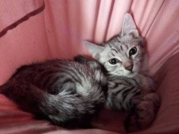 Vuoi adottare un gatto a Frosinone?