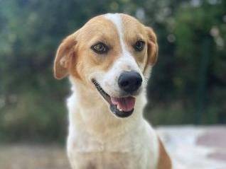 Adozione cane, femmina, Razza sconosciuta Razza sconosciuta, 3 anni e 9 mesi, taglia media contenuta, Frosinone