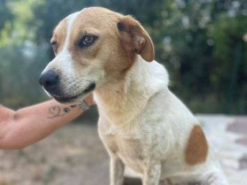 Adotta un cane, femmina, 3 anni e 9 mesi, Frosinone