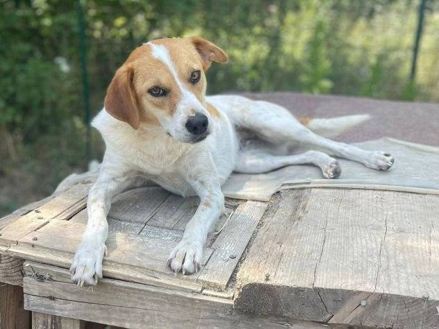 Vuoi adottare un cane a Frosinone?