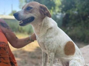Adotta il cane Penny a Frosinone