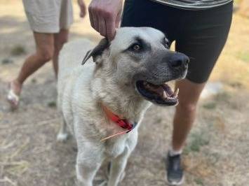 Adozione cane, maschio, Razza sconosciuta Razza sconosciuta, 5 anni e 9 mesi, taglia grande, Frosinone